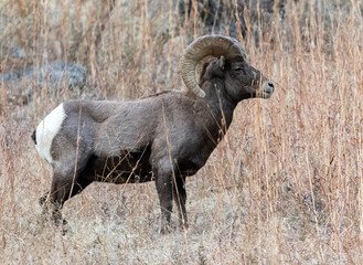 Colorado