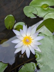 white water lily