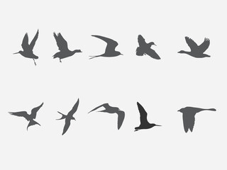 flying arctic tundra bird vector silhouette .jaeger bird black shadow illustration 