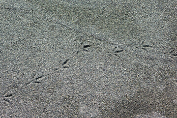砂浜の上に残された鳥の足あと
