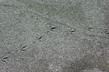 Foto op Plexiglas 砂浜の上に残された鳥の足あと  © fotoriatonko