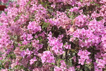 Obraz premium Bougainvillea flower plant on farm