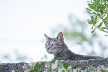Gray cat looking attentively from the top of a wall.