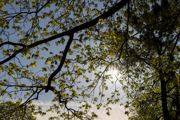 green foliage on a maple tree in spring bloom