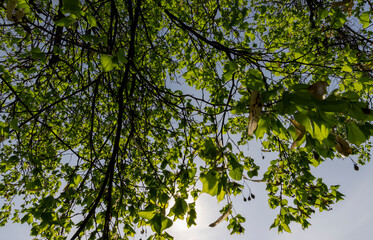 a flowering linden tree in the spring season, a spring park