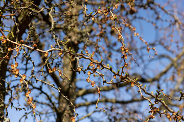 larch tree in sunny weather in early spring