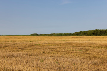 wheat field after the harvest of grain
