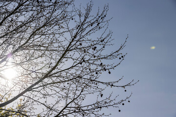 sycamore tree against the blue sky in the spring season