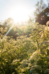 Floral sunny vertical background with umbrella plants in a wild field