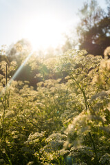 Obraz na płótnie Canvas Floral sunny vertical background with umbrella plants in a wild field
