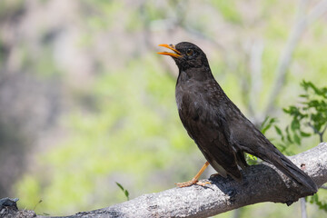 Fototapeta premium Thrush bird posing for the camera on a log.