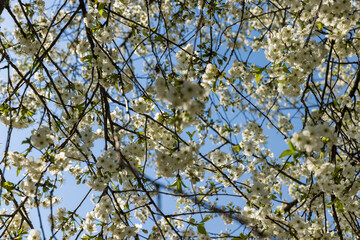 spring garden with cherry blossoms in sunny weather