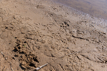 bird tracks on wet sand near a lake or river