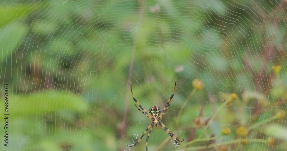 Poster signature spider turns around on the web to go and attack something on the other side
