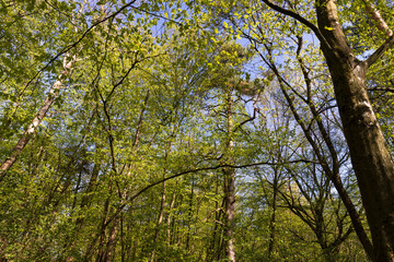 young foliage on deciduous trees in the forest in the spring season