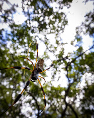 Banana Spider in a tree