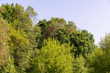 a maple tree with green foliage in the spring season