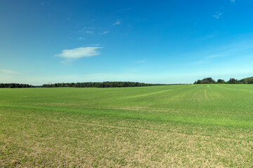 Fototapeta na wymiar green wheat in the field in sunny weather
