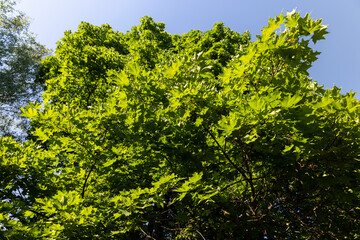 Fototapeta na wymiar beautiful maple tree foliage with green foliage