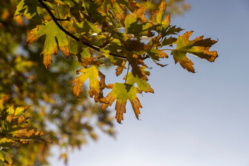changing the color of maple foliage in the autumn season