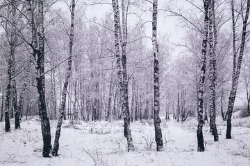 Foto op Plexiglas Birch grove after a snowfall on a winter day. Birch branches covered with snow. Vintage film aesthetic. © Eugene_Photo