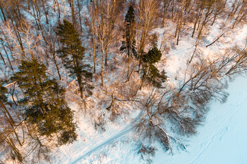 View of snowy nature with trees growing on a slope