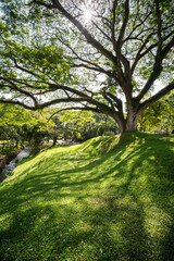 giant Rain tree, Beautiful rain tree in a public park in Chiang Mai Thailand .Old and giant big tree on a green field with sunlight morning.