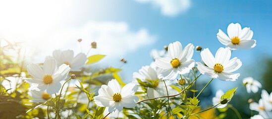 The white flowers blooming beautifully, with yellow petals in the middle, surrounded by green nature, an open sky, and a shining sun. - Powered by Adobe