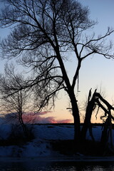 Silhouette of a tree with a bungee on a river bank at dusk