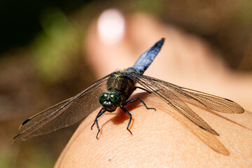 Blaue Libelle am See im Sommer