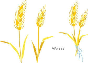 Wheat, wheat tied together with a ribbon, hand-drawn cute illustration set / 小麦、リボンでまとまっている小麦、手描きのかわいいイラストセット