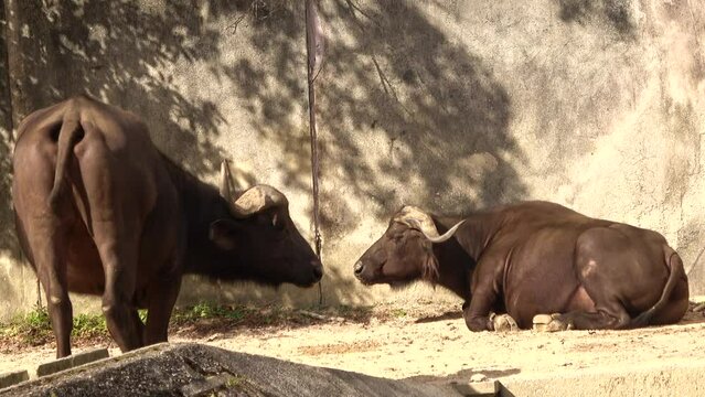 Two Wild water buffalos looking at each other ruminating. 4K  Shot at Asa Zoo in Hiroshima, Japan. Nov. 15, 2023