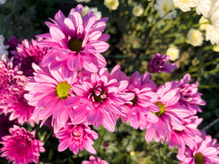 Beautiful pink flowers of chrysanthemum on a sunny day