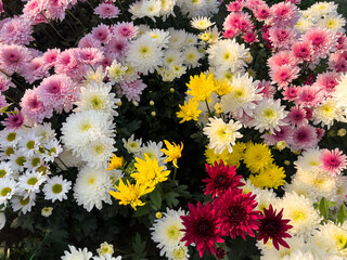 Colourful chrysanthemum flowers blooming in the field