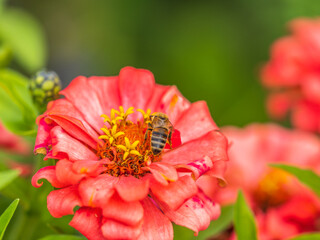 A bee collects nectar from Red marigolds flower in the garden in summer close-up.