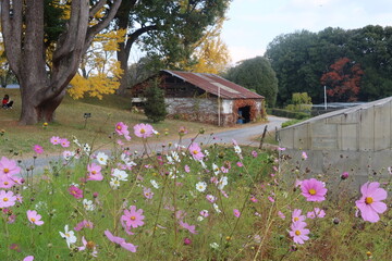 大阪公立大学付属植物園のコスモスとイチョウ