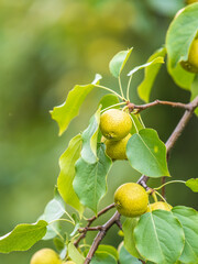 Yellow wild apples ripen on a branch. The Fruit Harvest. Autumn. Soft and selective focus.
