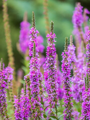 Naklejka premium Summer Flowering Purple Loosestrife, Lythrum tomentosum on a green blured background.