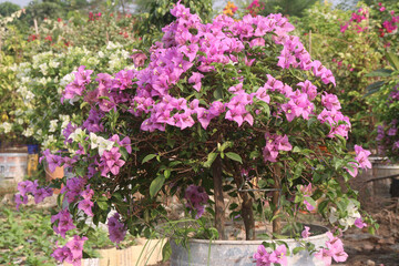 Fototapeta na wymiar Bougainvillea flower plant on farm