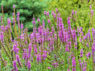 Obraz premium Summer Flowering Purple Loosestrife, Lythrum tomentosum on a green blured background.