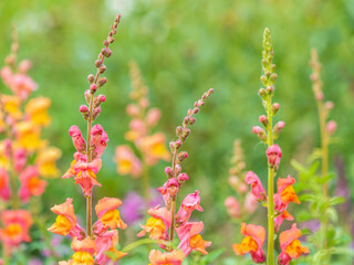 Pink flowers in the garden called Snapdragon or Antirrhinum majus or Bunny rabbits.
