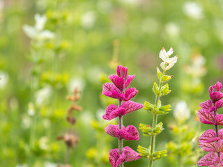 Salvia pink flowers with green leaves Blossom, medicinal plant in summer, close-up