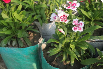 dianthus barbatus white pink flower plant
