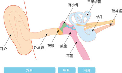 耳の構造のイラスト

