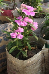 Dianthus flower plant on farm