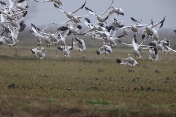 The snow goose (Anser caerulescens) is a species of goose native to North America. This photo was taken in Japan.