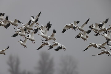 The snow goose (Anser caerulescens) is a species of goose native to North America. This photo was...