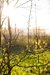 Vertical natural background with young blossoming leaves of the ash maple