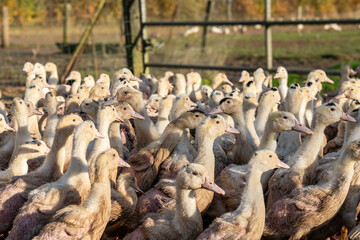 Elevage de canards de race mulard pour engraissement et production de foie gras en parc extérieur