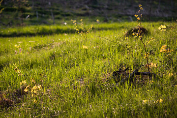 Bright lush green grass on the lawn on a spring day, natural background